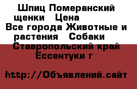 Шпиц Померанский щенки › Цена ­ 25 000 - Все города Животные и растения » Собаки   . Ставропольский край,Ессентуки г.